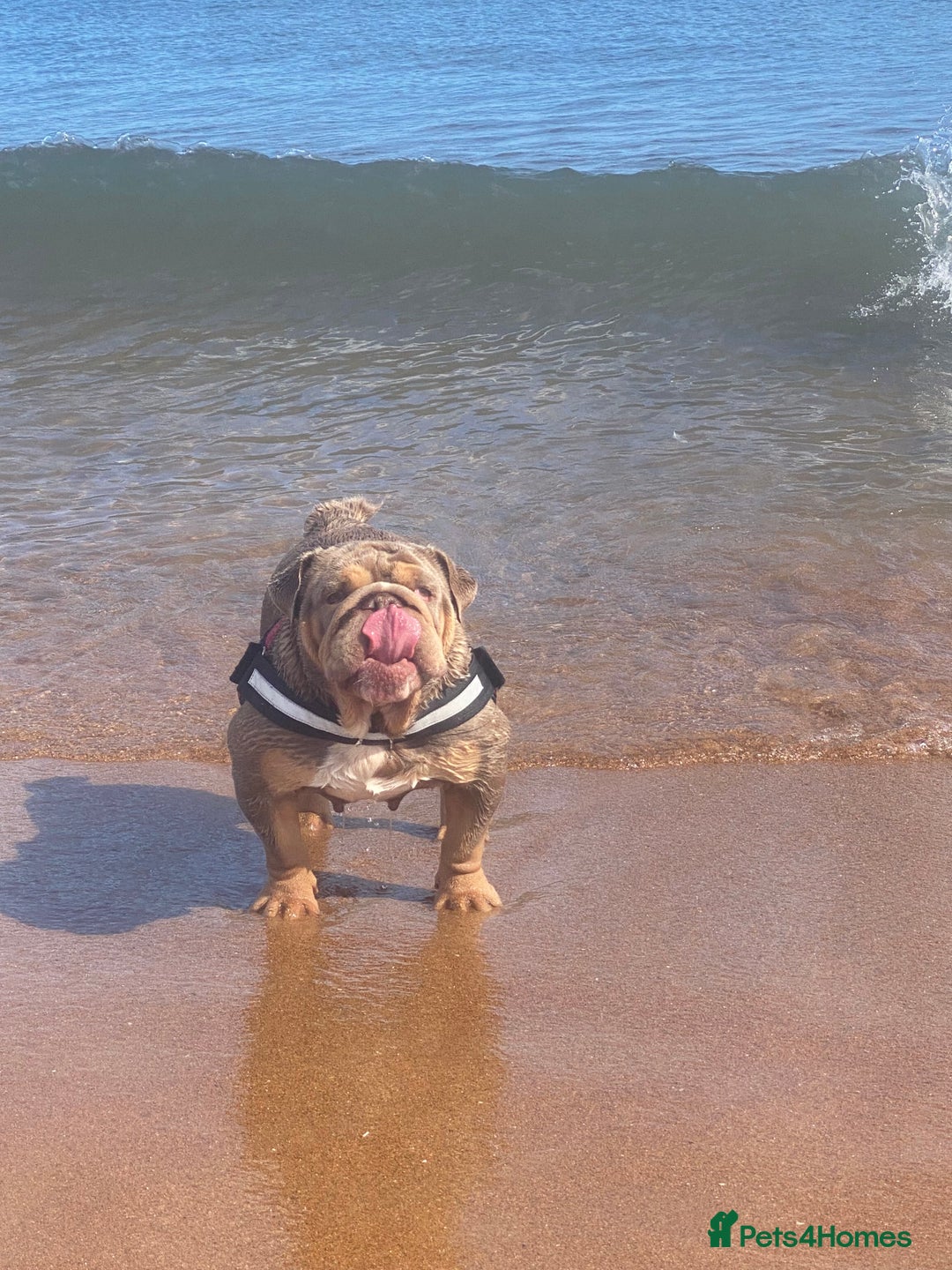 English Bulldog dogs for sale: Tri merle English Bulldog, 3 years old - Advert 2