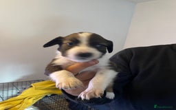 Mixed Breed dogs for sale: Cocker x collie pups  - Image 9