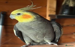 Cockatiels birds for sale: Two male cockatiels - Advert 7