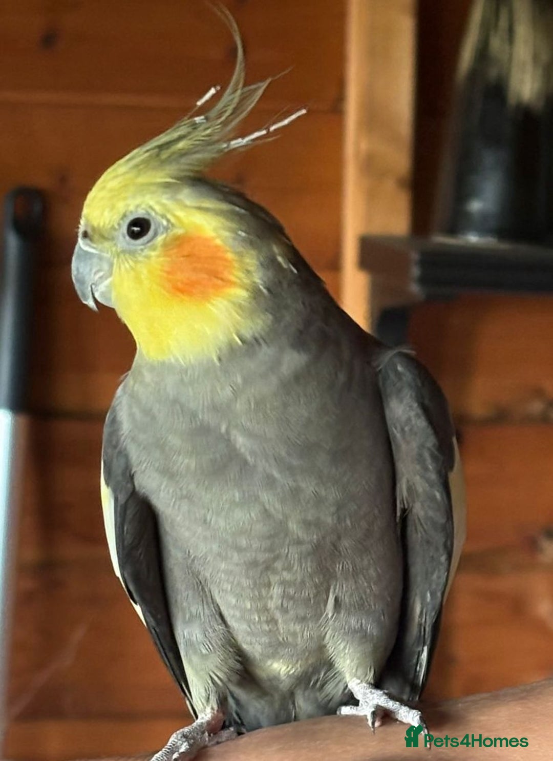 Cockatiels birds for sale: Two male cockatiels - Advert 7