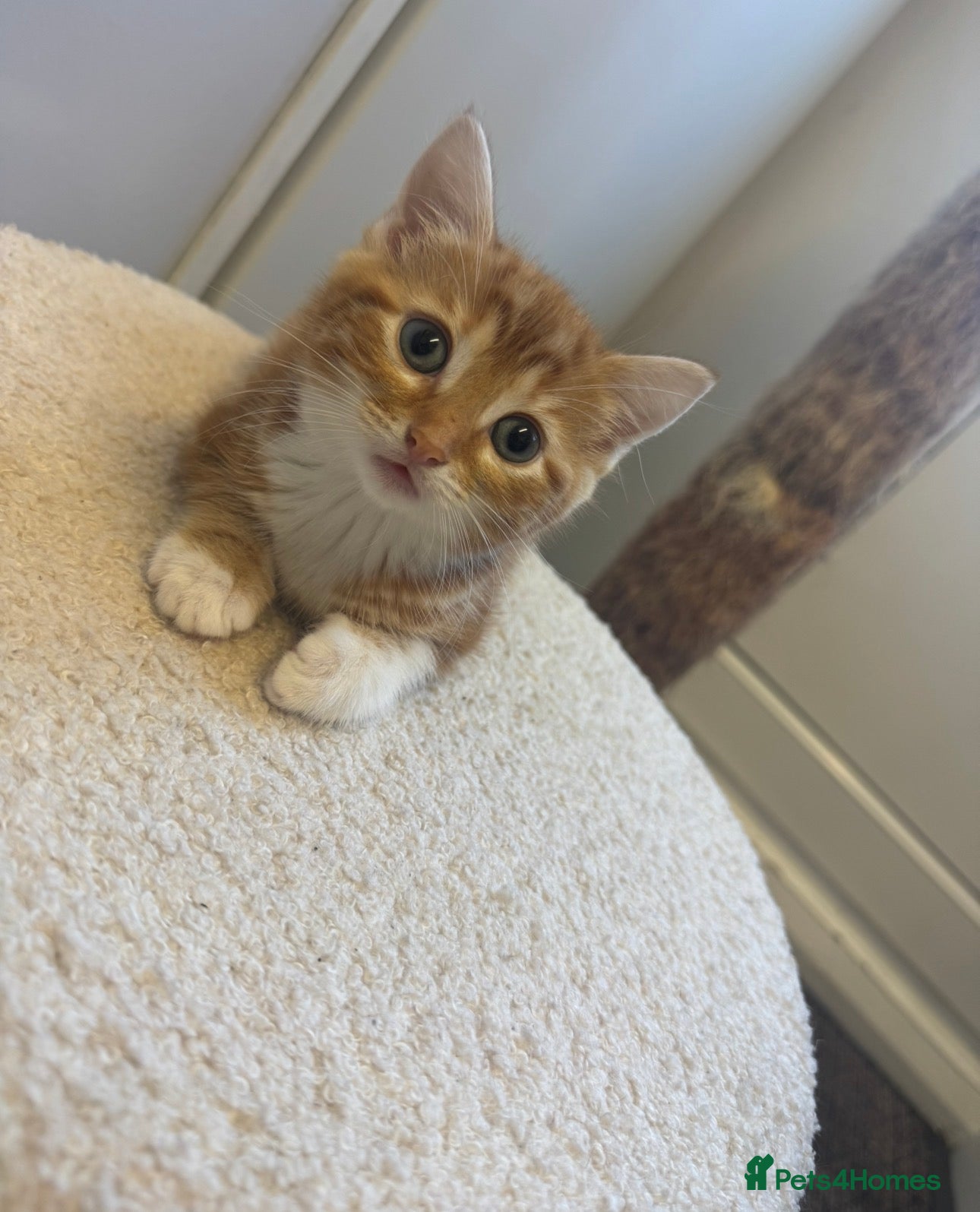 Mixed Breed cats Gorgeous Female Ginger Kitten  - Advert 2