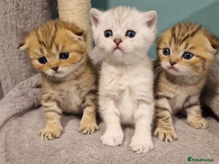 Scottish Fold cats Stunning 3-Scottish straith and fold kittens😍 - Advert 2