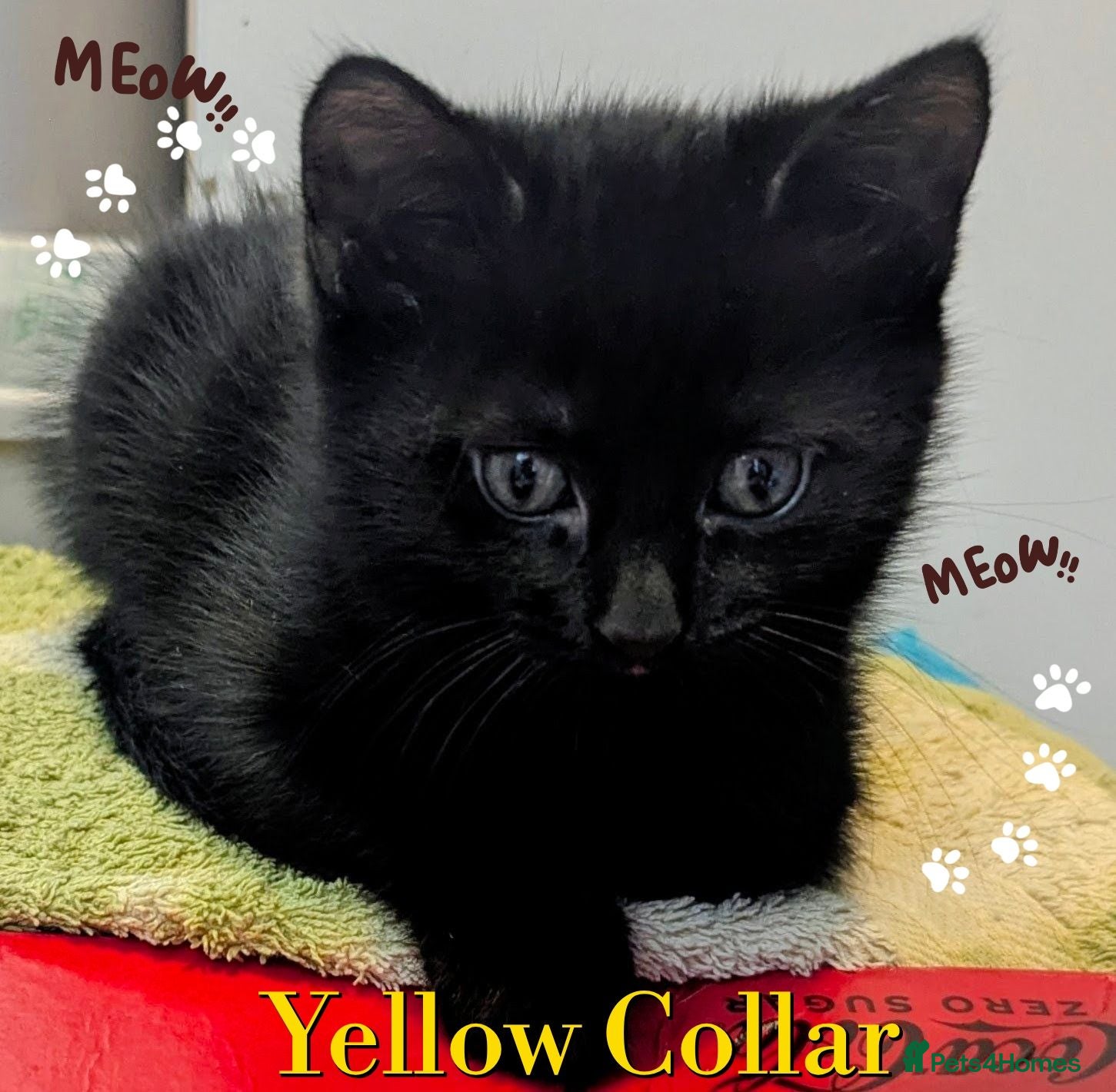 Mixed Breed cats Need to Go 3x wonderful kitten's,inc microchipped  - Advert 4