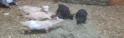 Goats livestock for sale: Lovely pygmy goats 🐐  - Advert 6