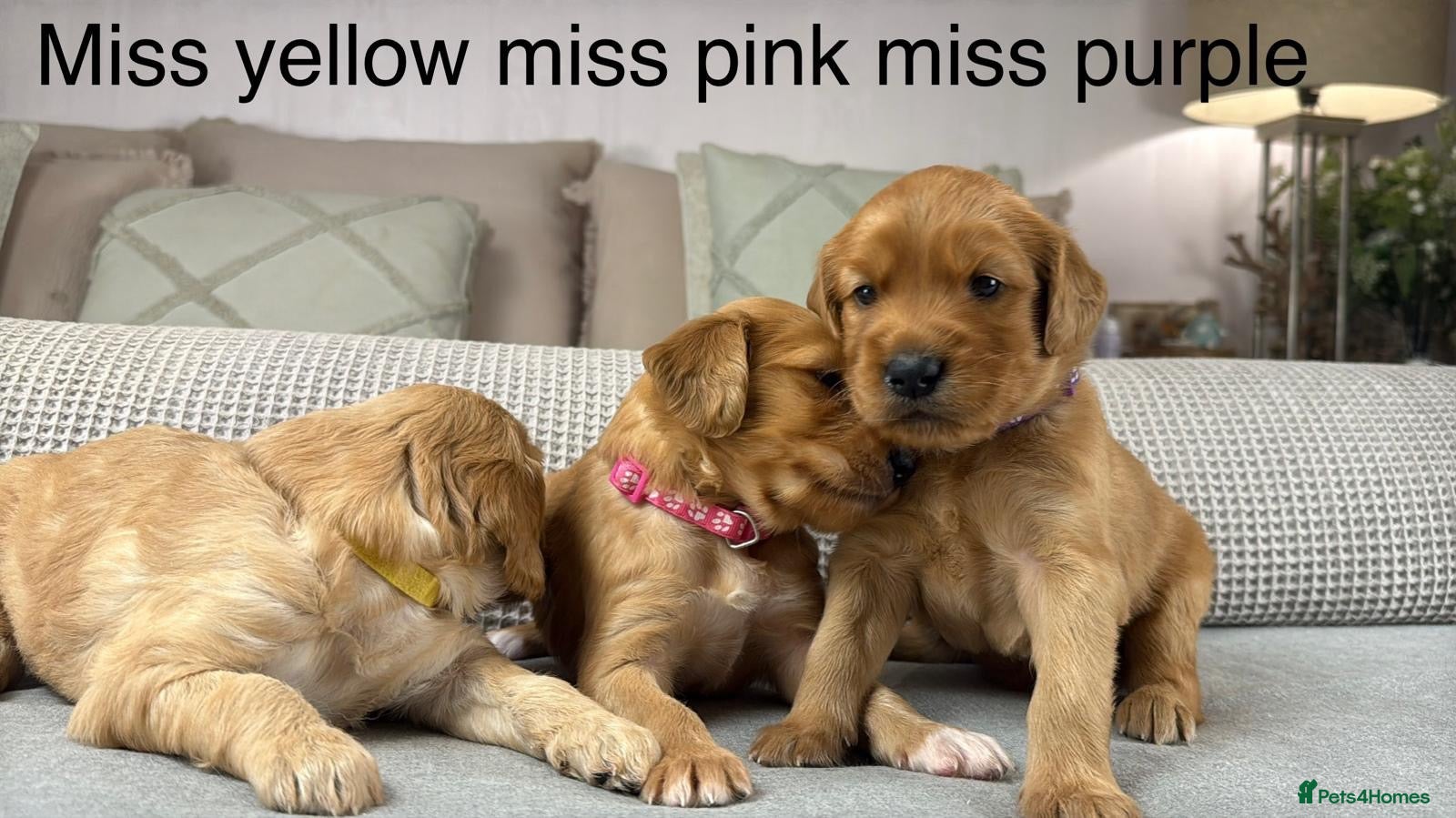 Goldendoodle dogs for sale: HEREDITARY HEALTH TESTED MUM. DNA TESTED DAD - Advert 1