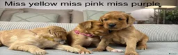 Goldendoodle dogs for sale: HEREDITARY HEALTH TESTED MUM. DNA TESTED DAD - Advert 1