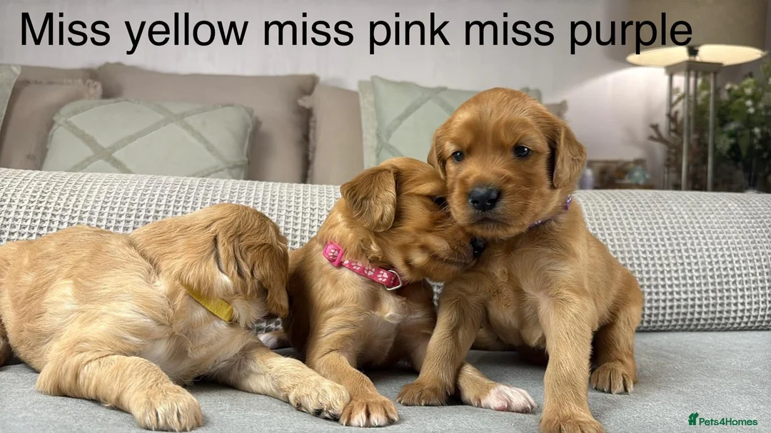 Goldendoodle dogs for sale: HEREDITARY HEALTH TESTED MUM. DNA TESTED DAD - Advert 1