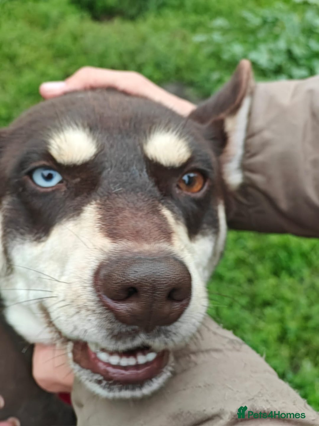 Mixed Breed dogs for adoption: 💖🐶 AZARA 🐶💖 - Image 8