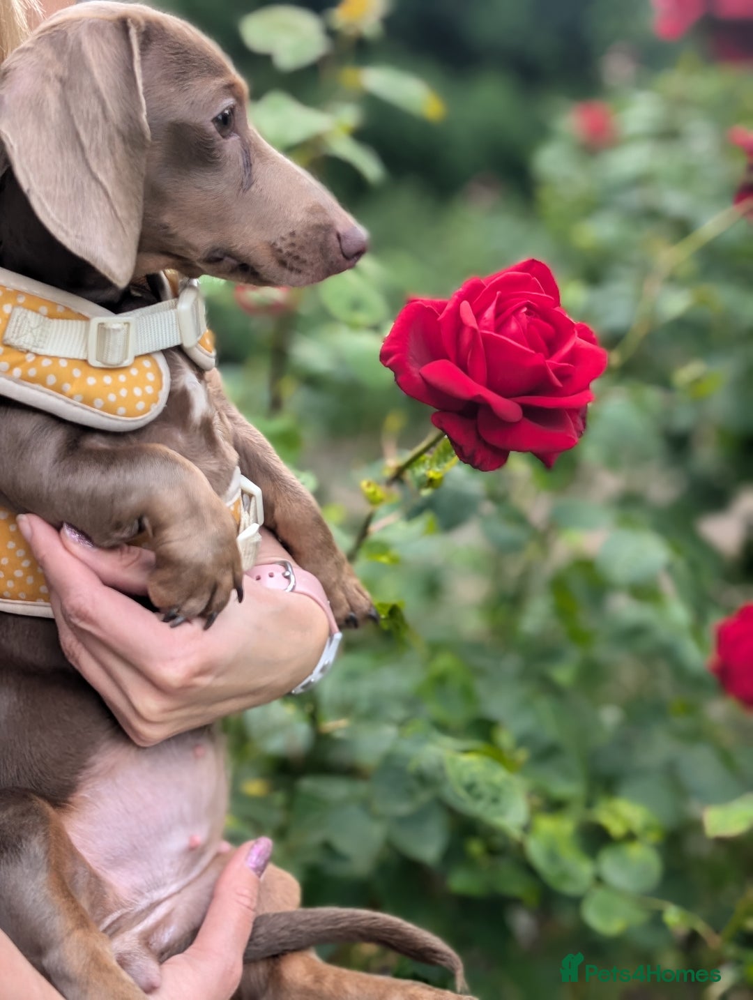 Miniature Dachshund dogs for sale: Winnie Miniature dachshund for sale  - Image 4