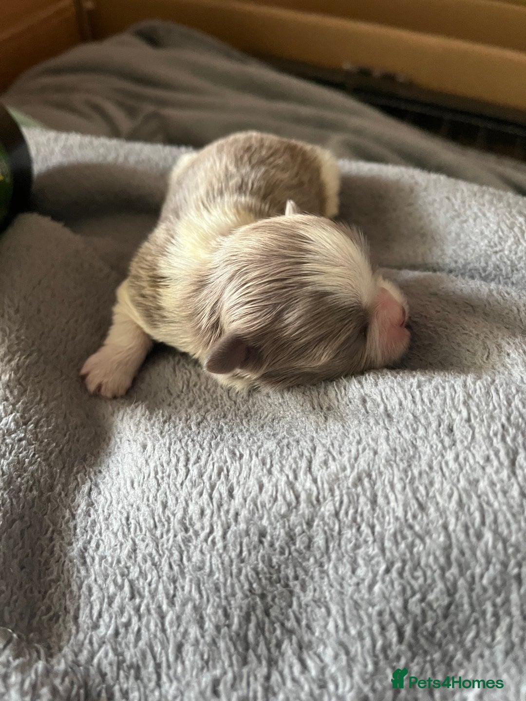 Shih Tzu dogs for sale: Beautiful shihtzu puppies  - Image 4