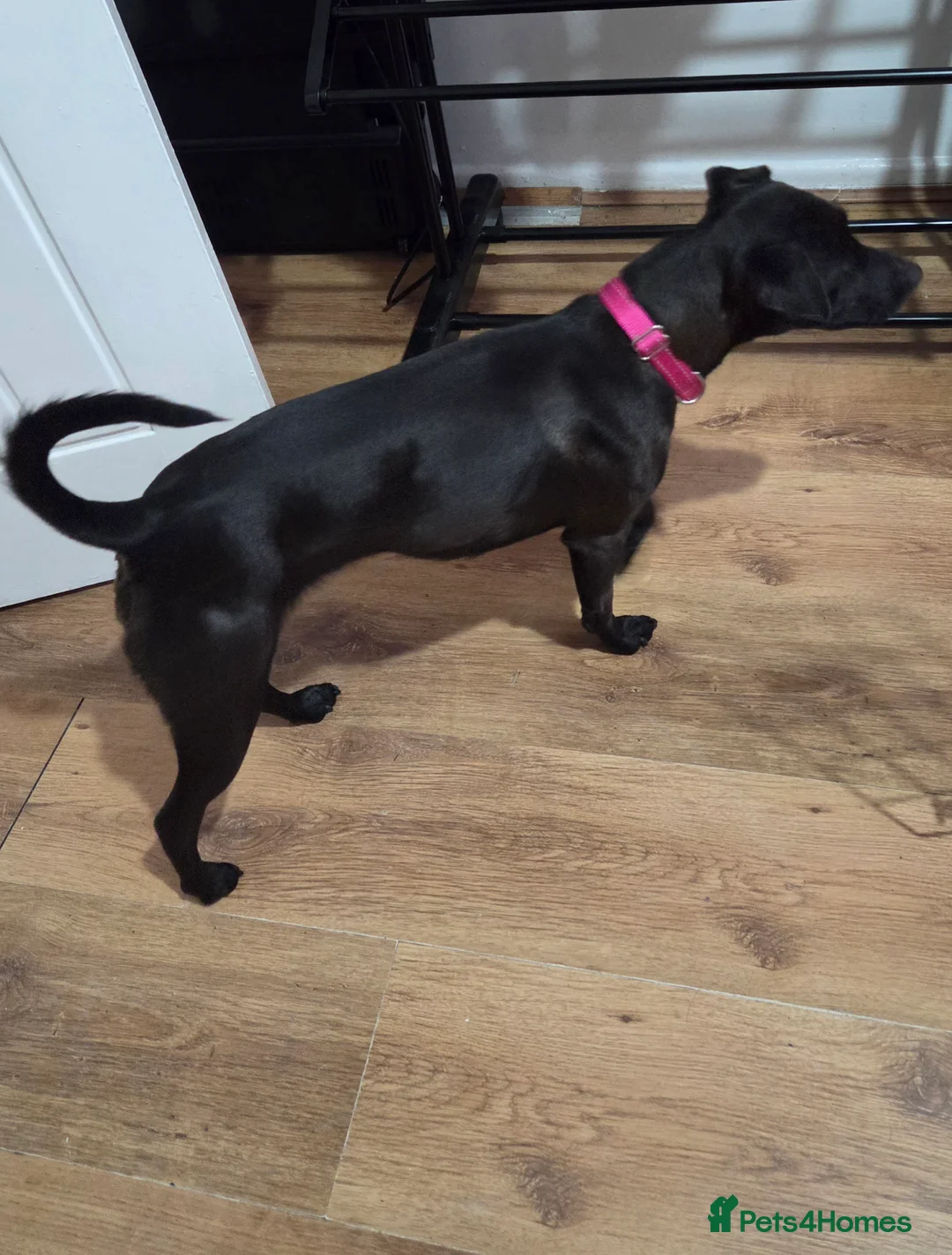 Patterdale Terrier dogs for sale: Patterdale terrier - Advert 5