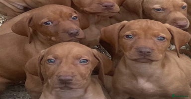 Hungarian Vizsla dogs - Advert 11