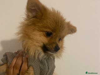 Mixed Breed dogs 2 Pomeranians girls for sale - Advert 9