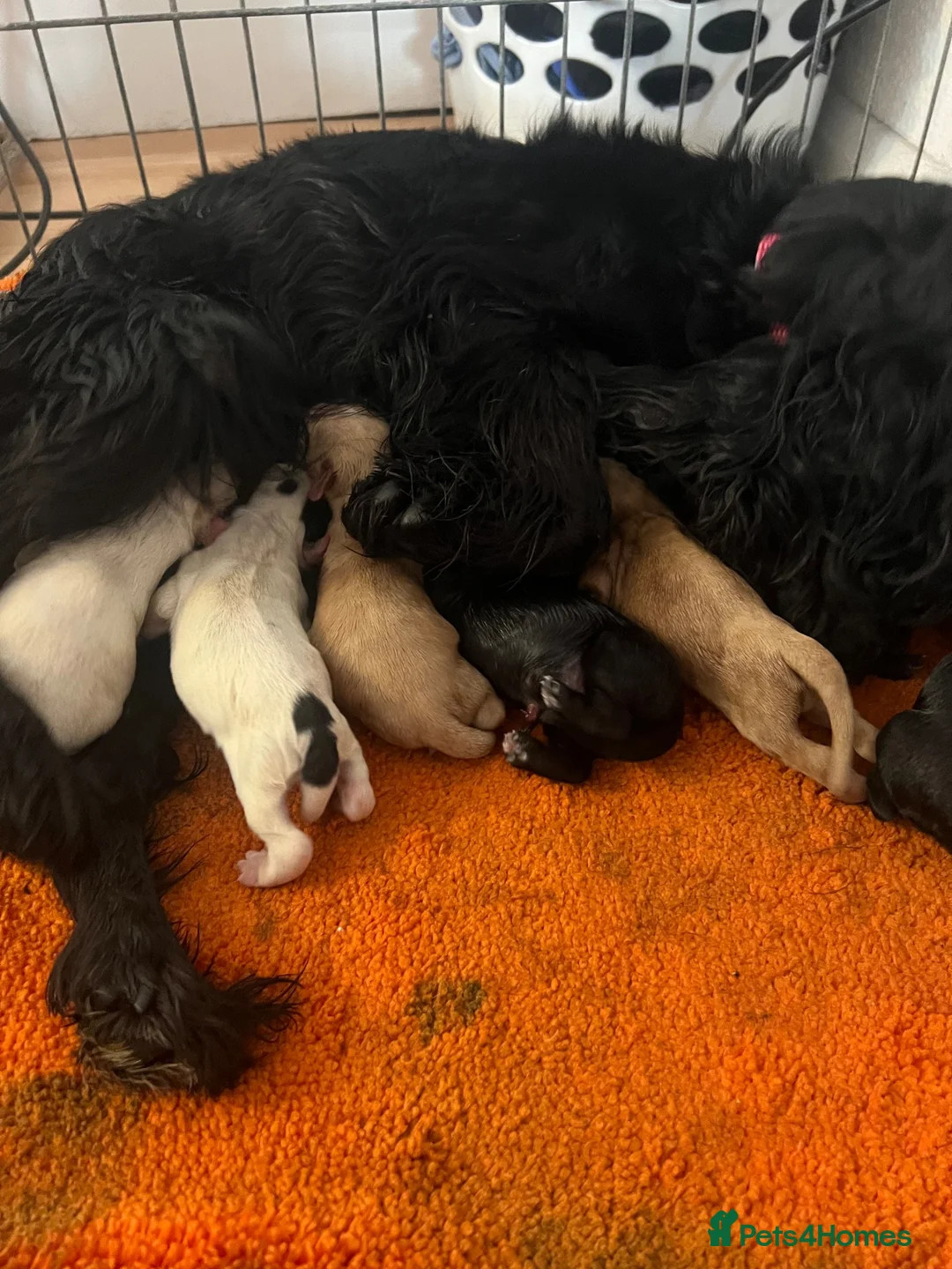 Cocker Spaniel dogs for sale: Cocker spaniel girls - Advert 1