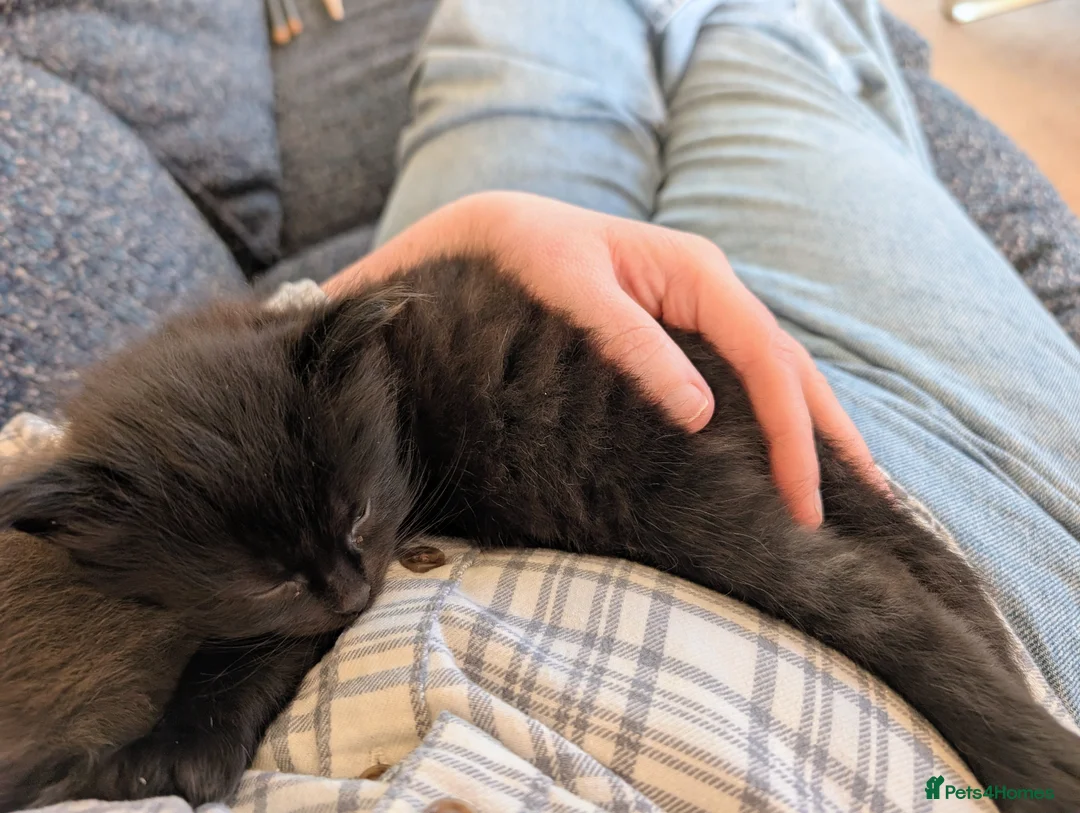 Mixed Breed cats for sale: Mixed breed kittens  - Advert 8