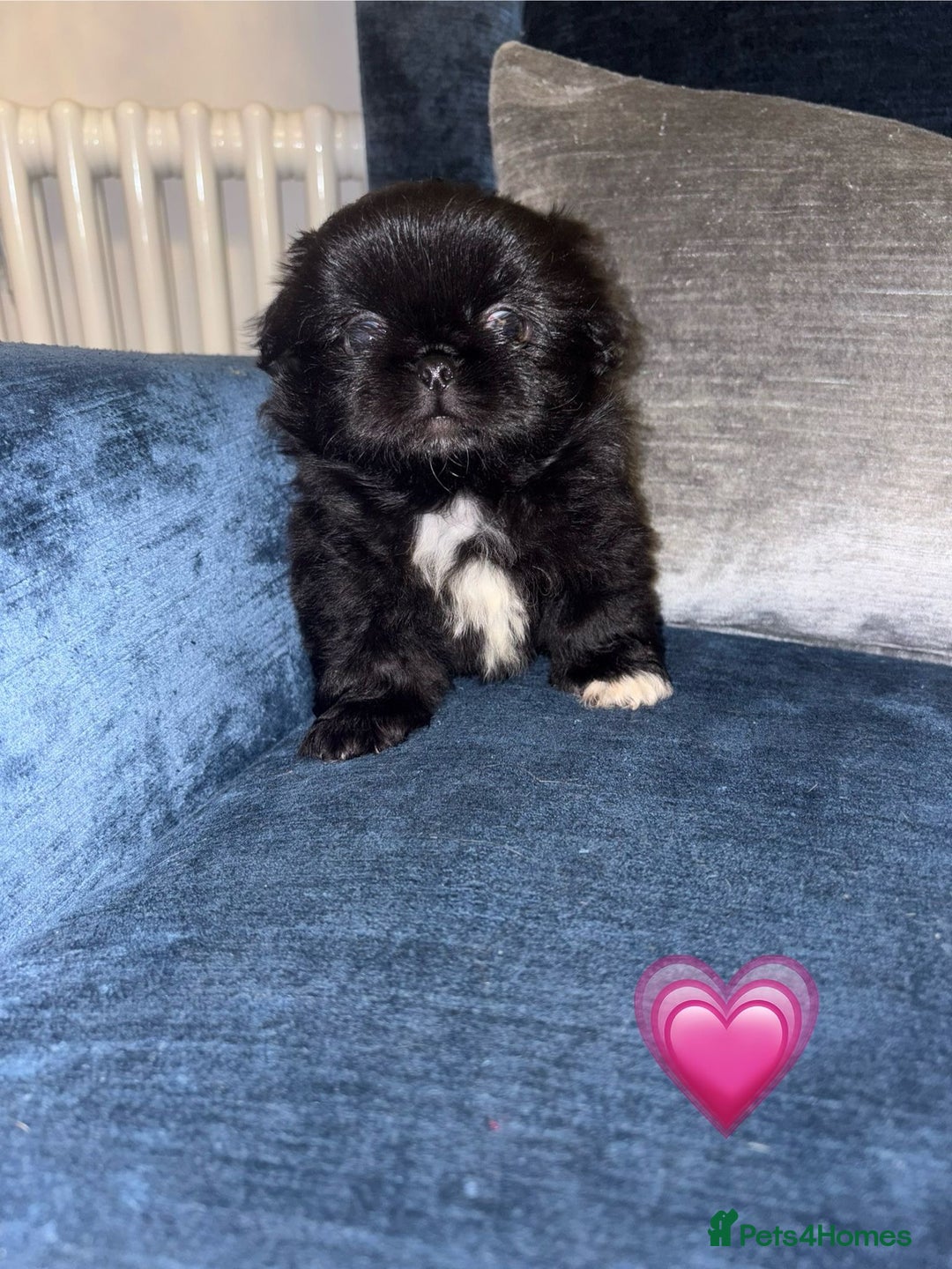 Pekingese dogs for sale: Adorable Pekingese puppies - Advert 3