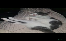 Mixed Breed cats for sale: Beautiful playing kittens  - Image 5