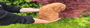 Cockapoo Puppy 3