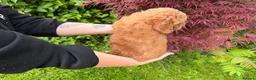Cockapoo dogs for sale: 3 GIRLS LEFT ,VET CHECKED & READY FOR NEW HOMES 🩷 - Advert 17