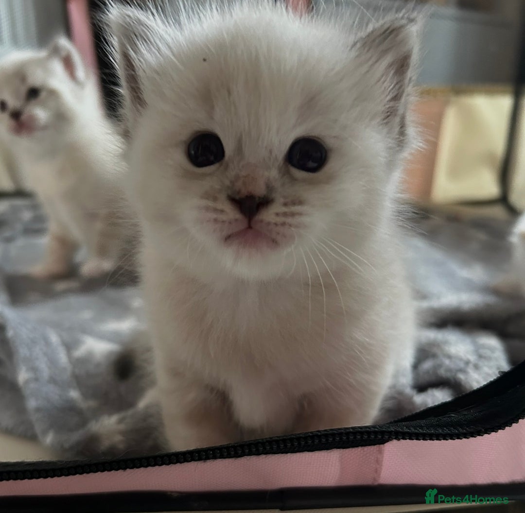 Ragdoll cats for sale: Ragdoll torie/flame/lynx x kittens - Advert 4