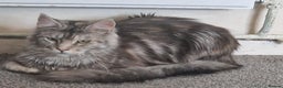 Maine Coon cats for sale: Gccf registered tabby girl - Advert 3