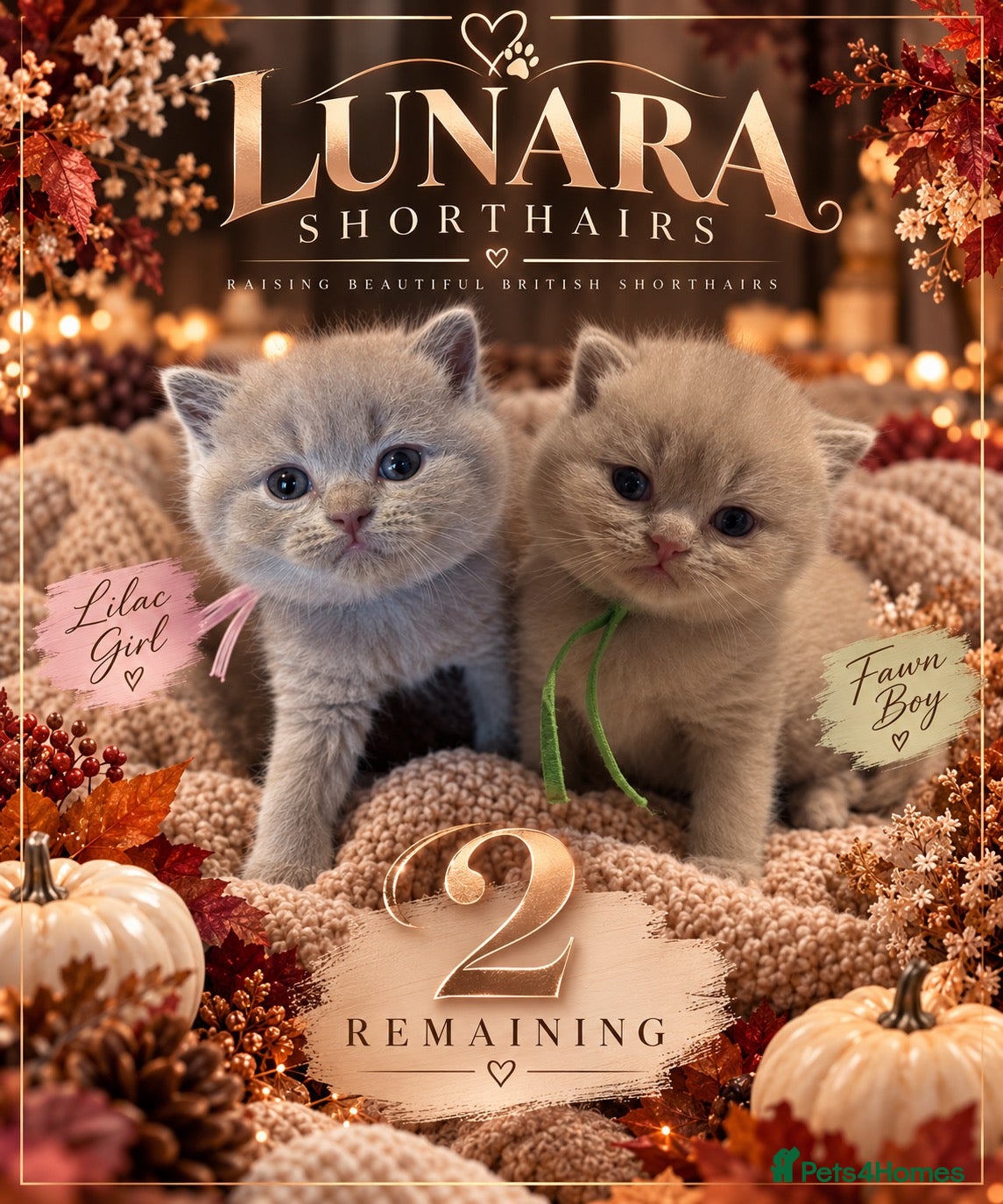 British Shorthair cats Grand Champion Line British Shorthair Kittens - Advert 1