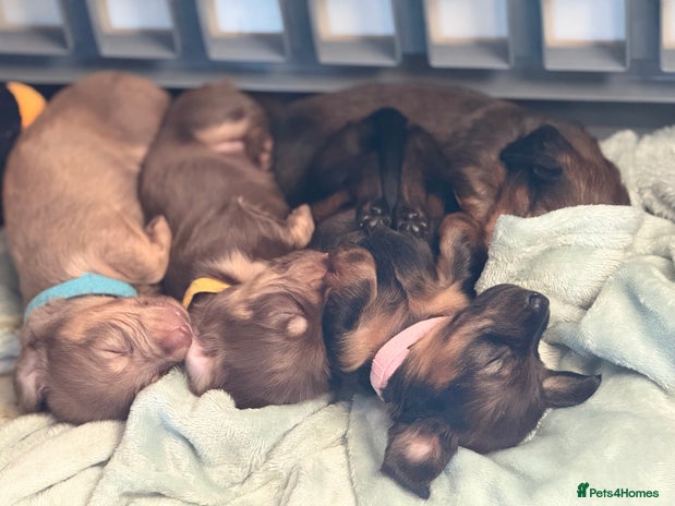 Miniature Dachshund dogs - Advert 3