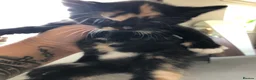 Mixed Breed cats for sale: 3 calico kittens in Wrexham - Advert 3