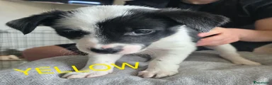 Border Collie Puppy 6