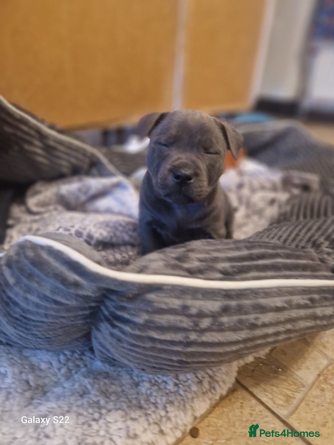 Staffordshire Bull Terrier dogs for sale: PIRO X PHARAON BLUE PUPS - Advert 1