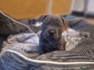 Staffordshire Bull Terrier dogs PIRO X PHARAON BLUE PUPS - Advert 6