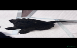 Yorkiepoo dogs for sale: Beautiful yorkipoo puppy  - Image 5