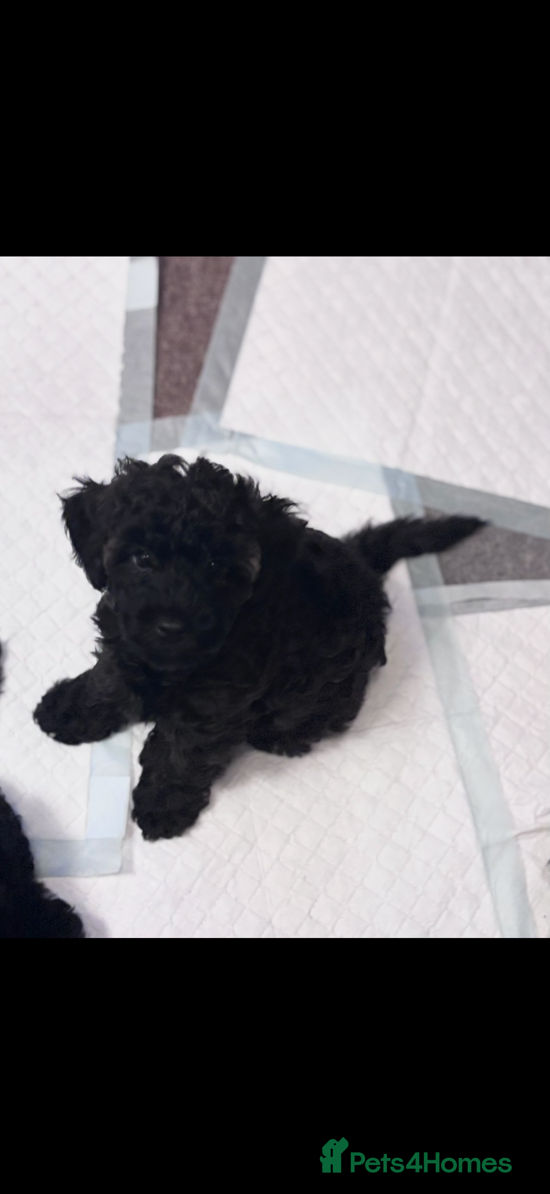 Yorkiepoo dogs for sale: Beautiful yorkipoo puppy  - Image 5