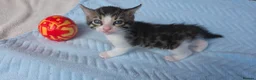 Bengal cats for sale: Beautiful Purebred Bengal Kittens Ready Soon - Advert 19