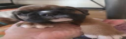 Boxer dogs for sale: KC Reg Boxer Puppies  - Advert 10