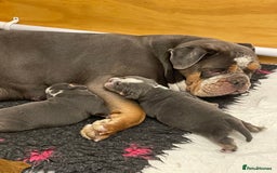 Olde English Bulldogge dogs for sale: STUNNING OLDE ENGLISH BULLDOG - Image 4