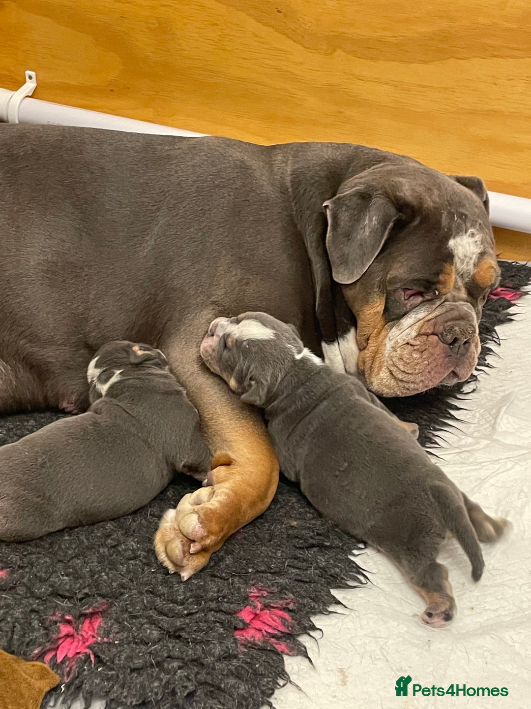 Olde English Bulldogge dogs for sale: STUNNING OLDE ENGLISH BULLDOG - Image 4