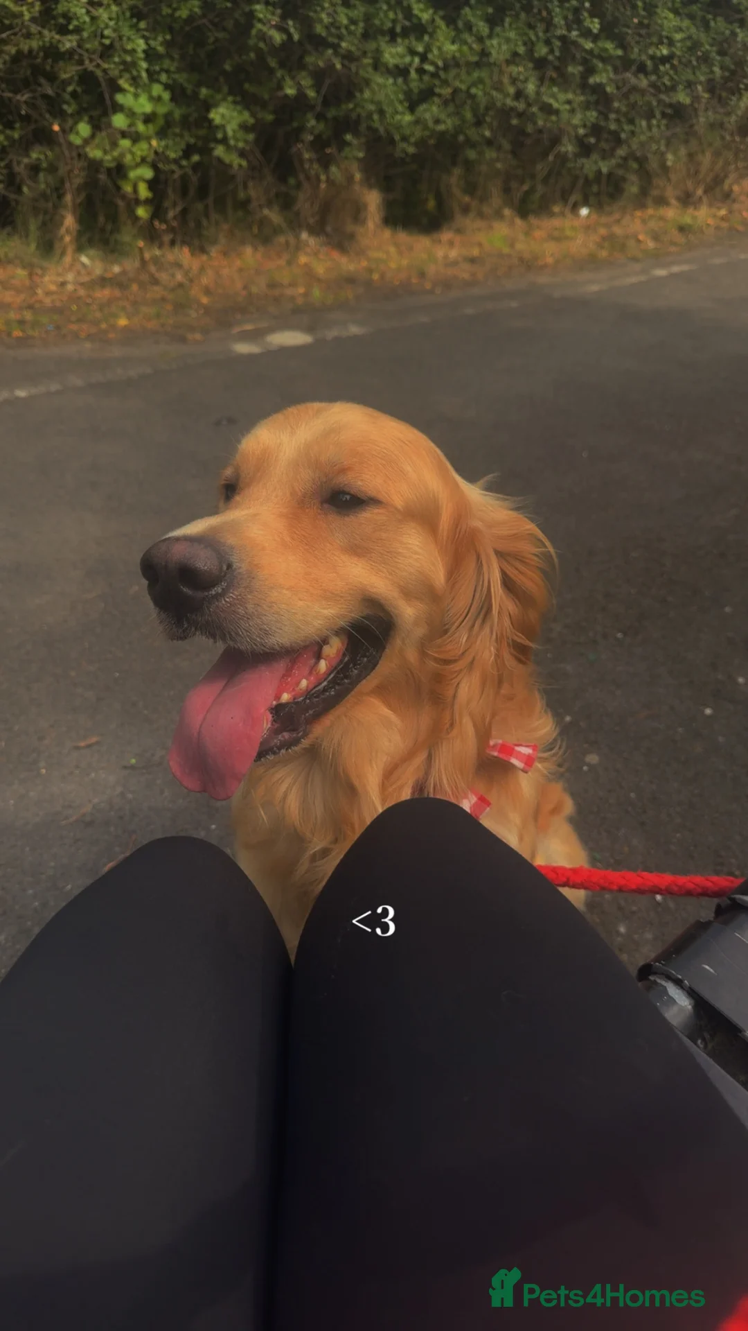Golden Retriever dogs for sale: Bailey FULL KC  - Advert 2