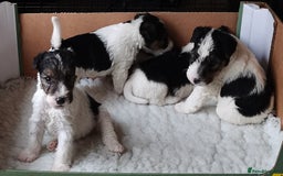 Fox Terrier dogs for sale: Gorgeous Wire Fox Terrier Pups Available. - Image 7