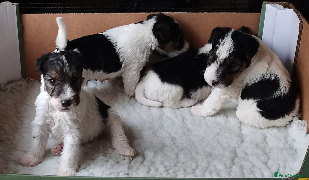 Fox Terrier dogs for sale: Gorgeous Wire Fox Terrier Pups Available. - Image 7
