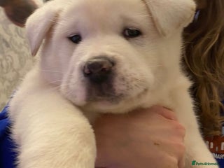 Akita dogs Akita pure white male - Advert 4