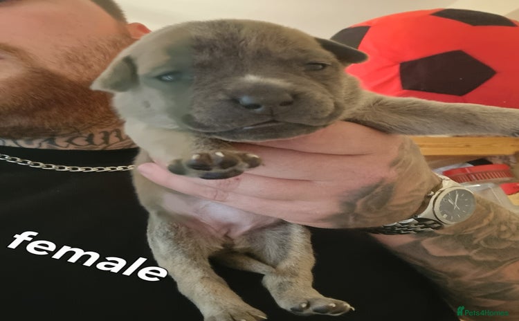 Staffordshire Bull Terrier dogs - Advert 1
