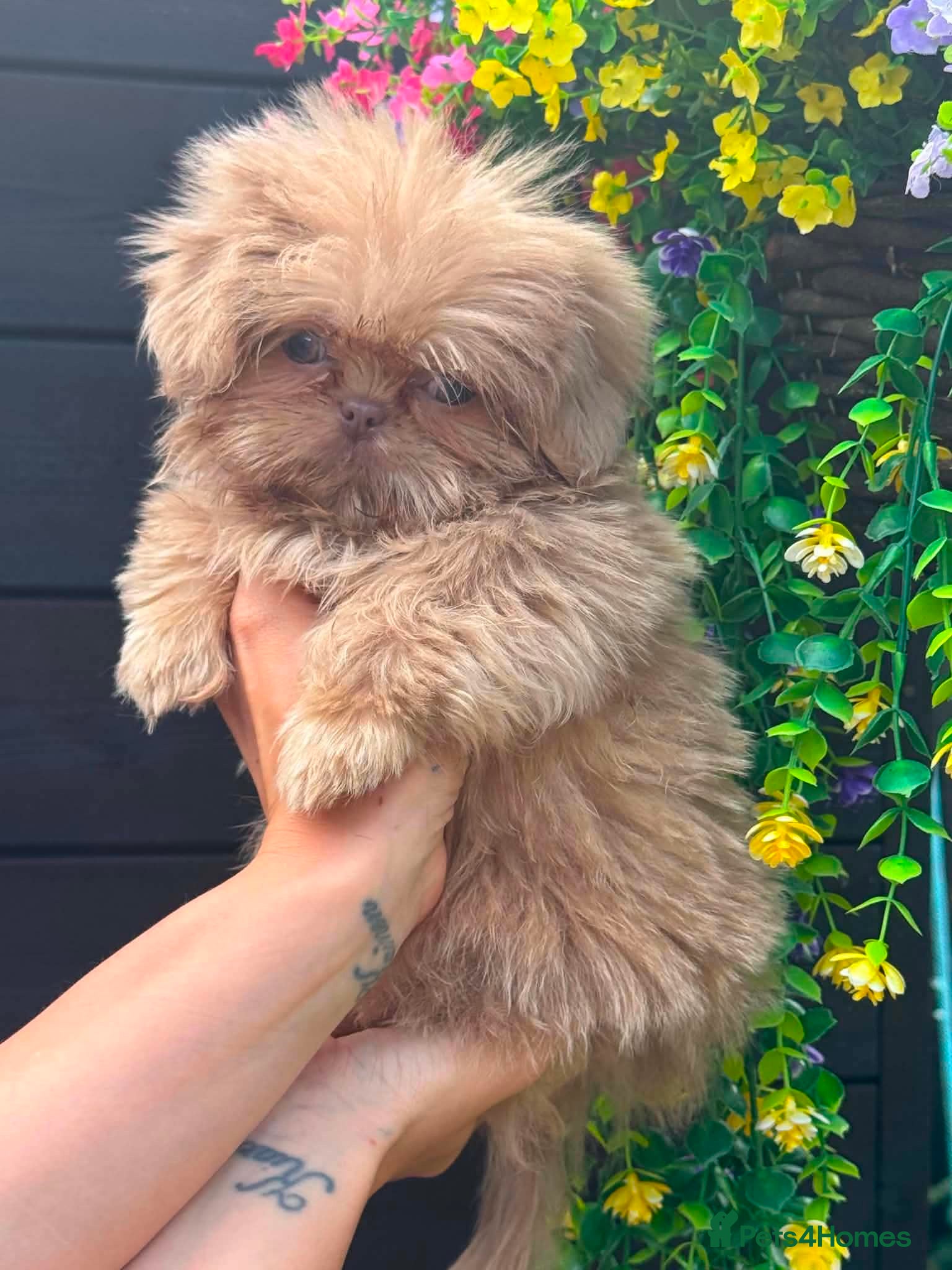 Shih Tzu dogs Beautiful imperial Shihzu puppies mix of colours  - Advert 1