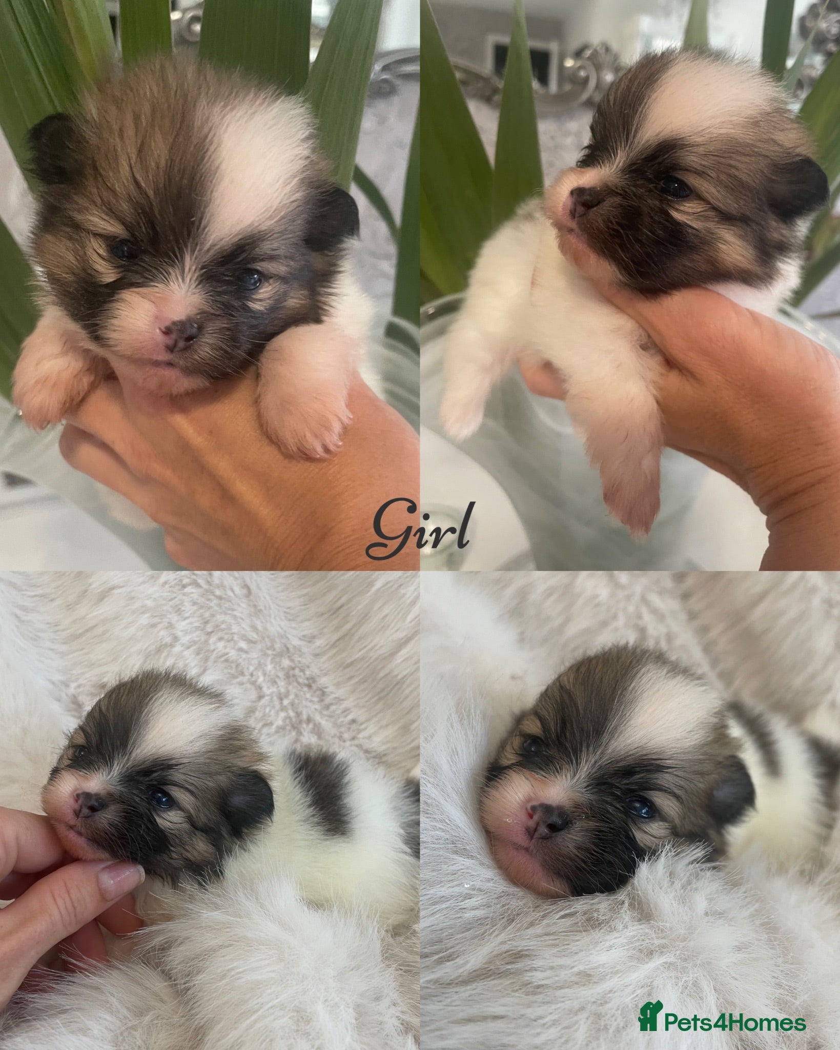 Pomeranian dogs Outstanding KC Tiny baby Poms puppies  - Advert 14