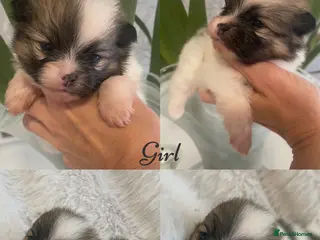 Pomeranian dogs Outstanding KC Tiny baby Poms puppies - Advert 14