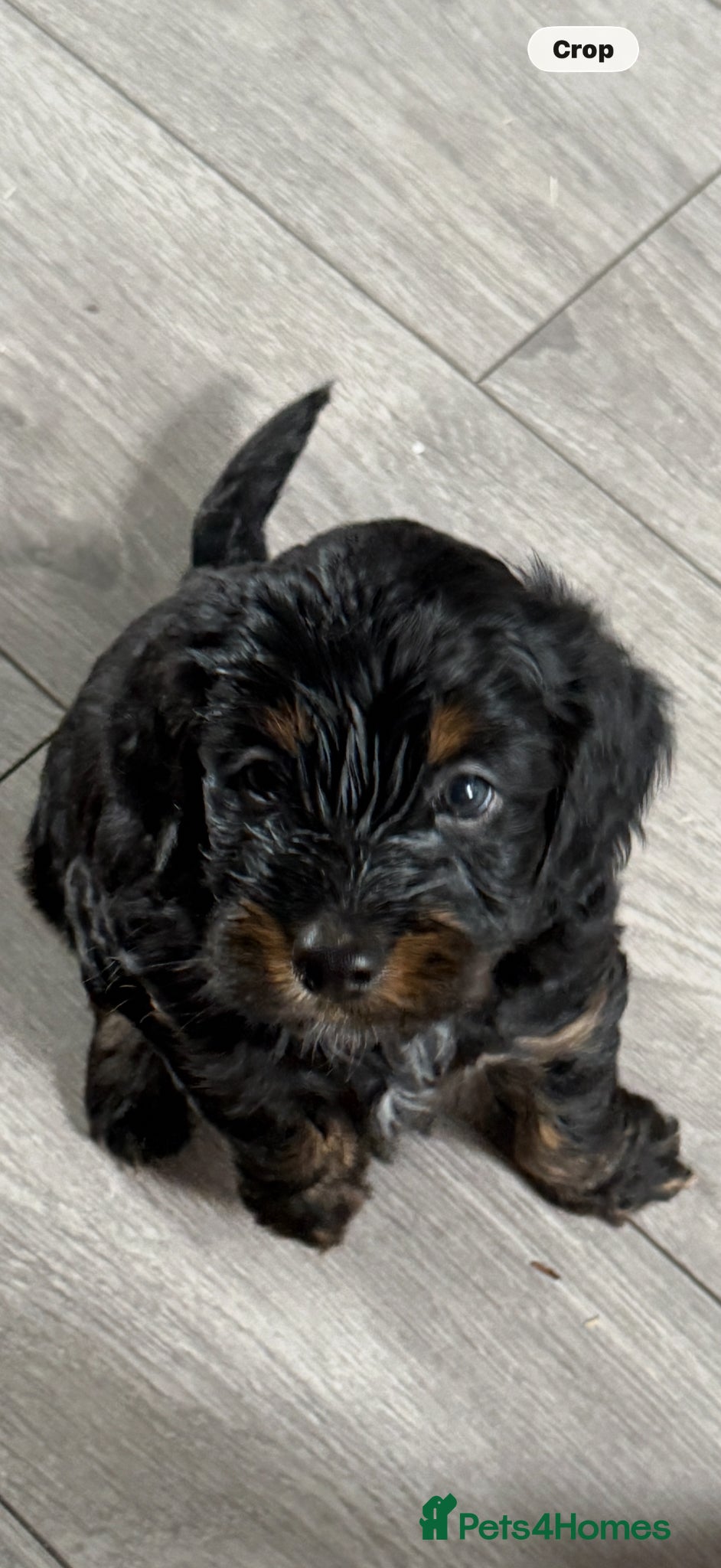 Mixed Breed dogs Sprockerpoo puppies only two left now. - Advert 1