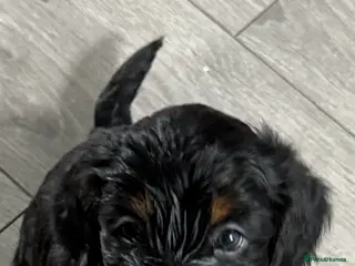 Mixed Breed dogs Sprockerpoo puppies only two left now. - Advert 1