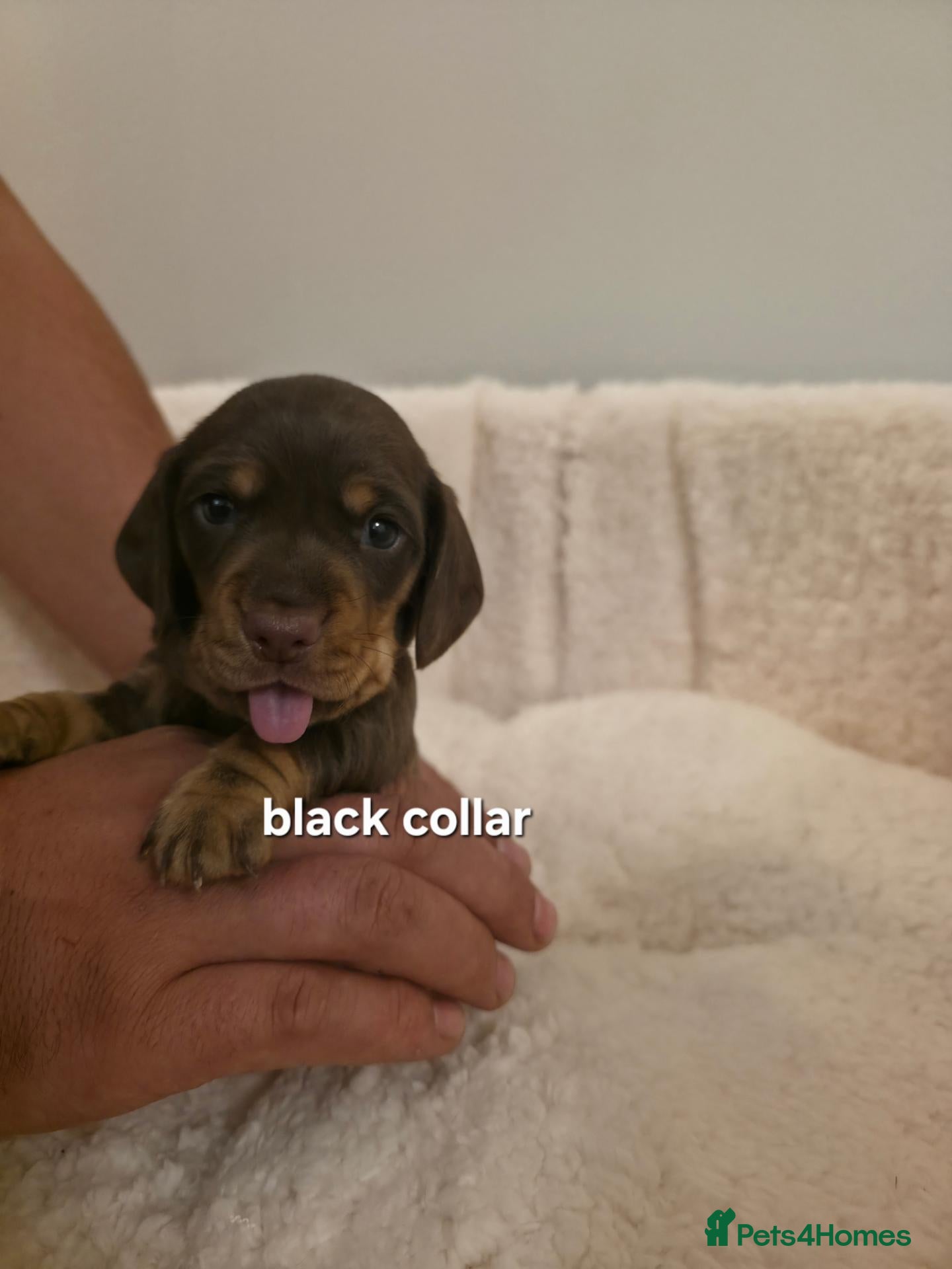 Miniature Dachshund dogs PEDIGREE KC MINIATURE DACHSHUND PUPPIES  🐶 ❤️ - Advert 2