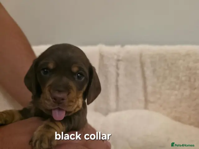 Miniature Dachshund dogs PEDIGREE KC MINIATURE DACHSHUND PUPPIES 🐶 ❤️ - Advert 20