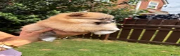 Pomeranian dogs for sale: 🧡 KC ORANGE SABLE POMERANIAN GIRL 🧡 in Thirsk - Advert 1